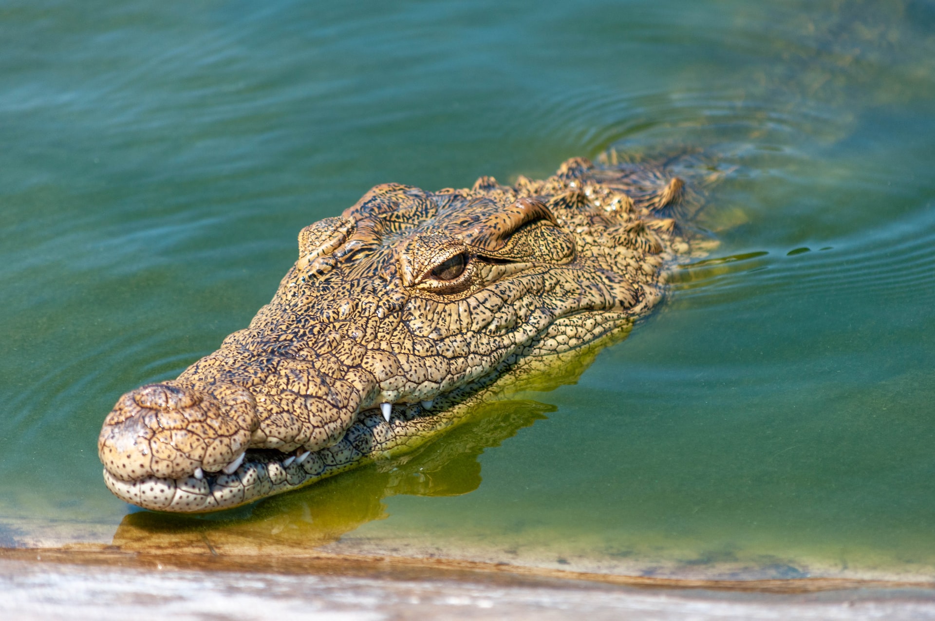 The Solitary and Territorial Creatures: A Look at the Carnivorous and Adaptable Crocodile