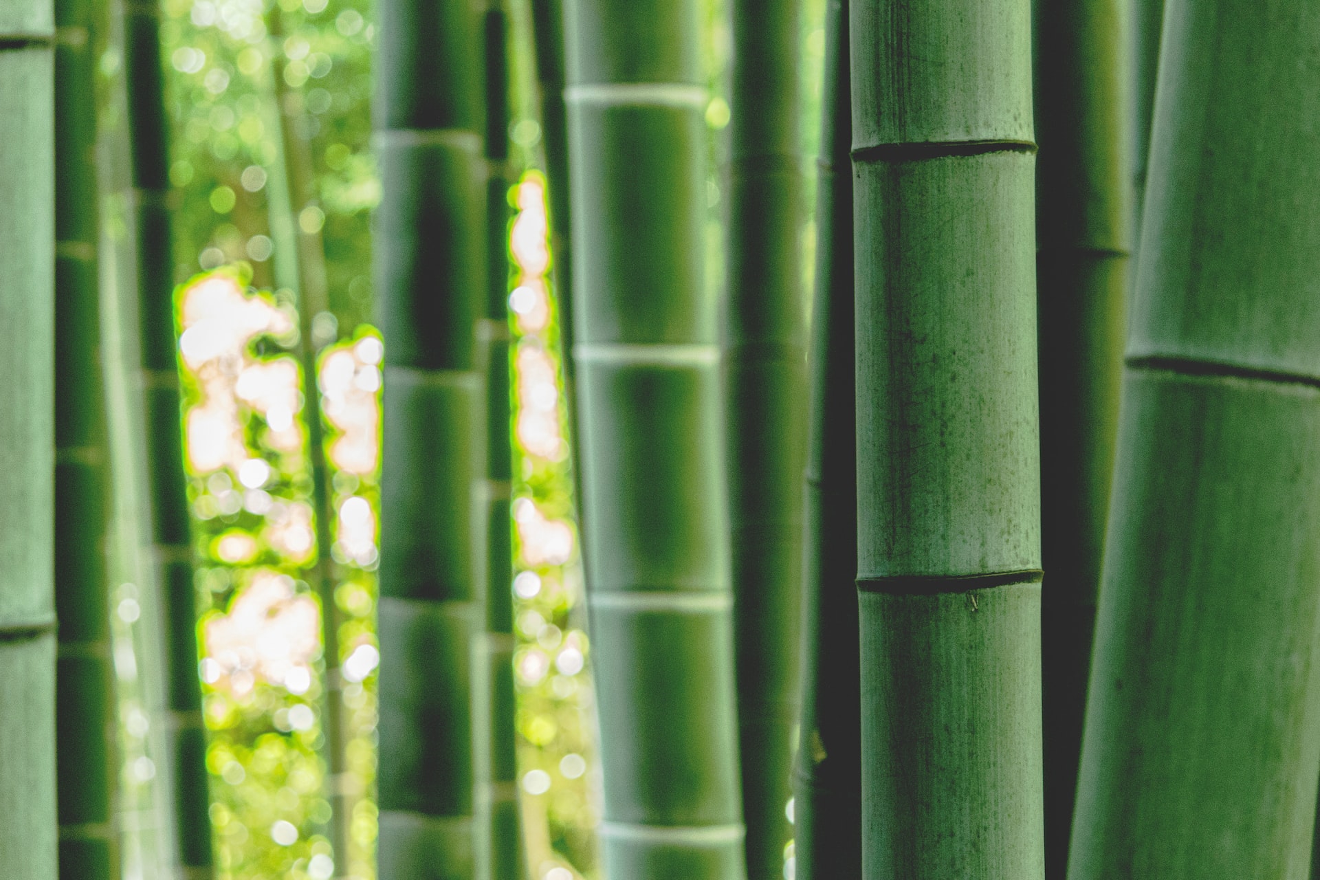 The Sustainability of Bamboo: An Eco-Friendly Material for a Sustainable Future