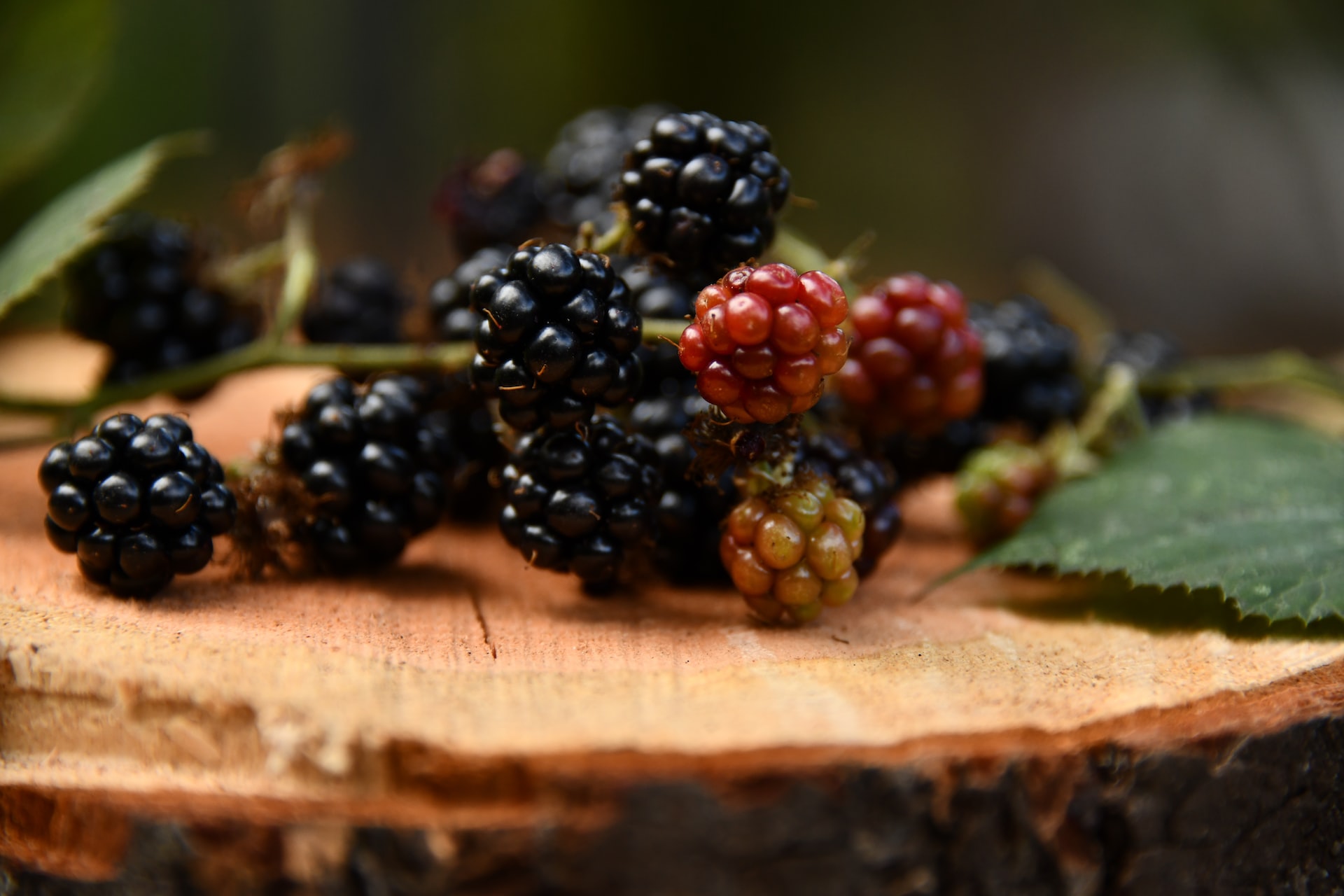 The Sweet and Tart World of Blackberries: Fascinating Facts