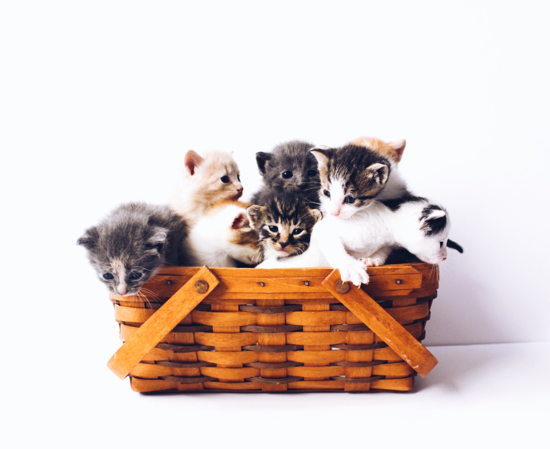 The Top 10 Fun Facts About Cats: From Whiskers to Purring