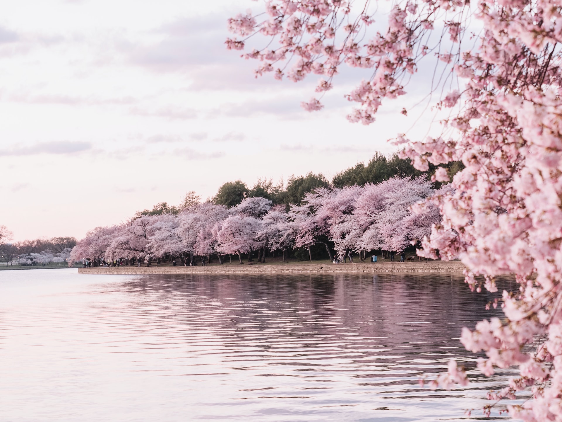 The Ultimate Beginner’s Guide to Cherry Blossom Viewing in Japan