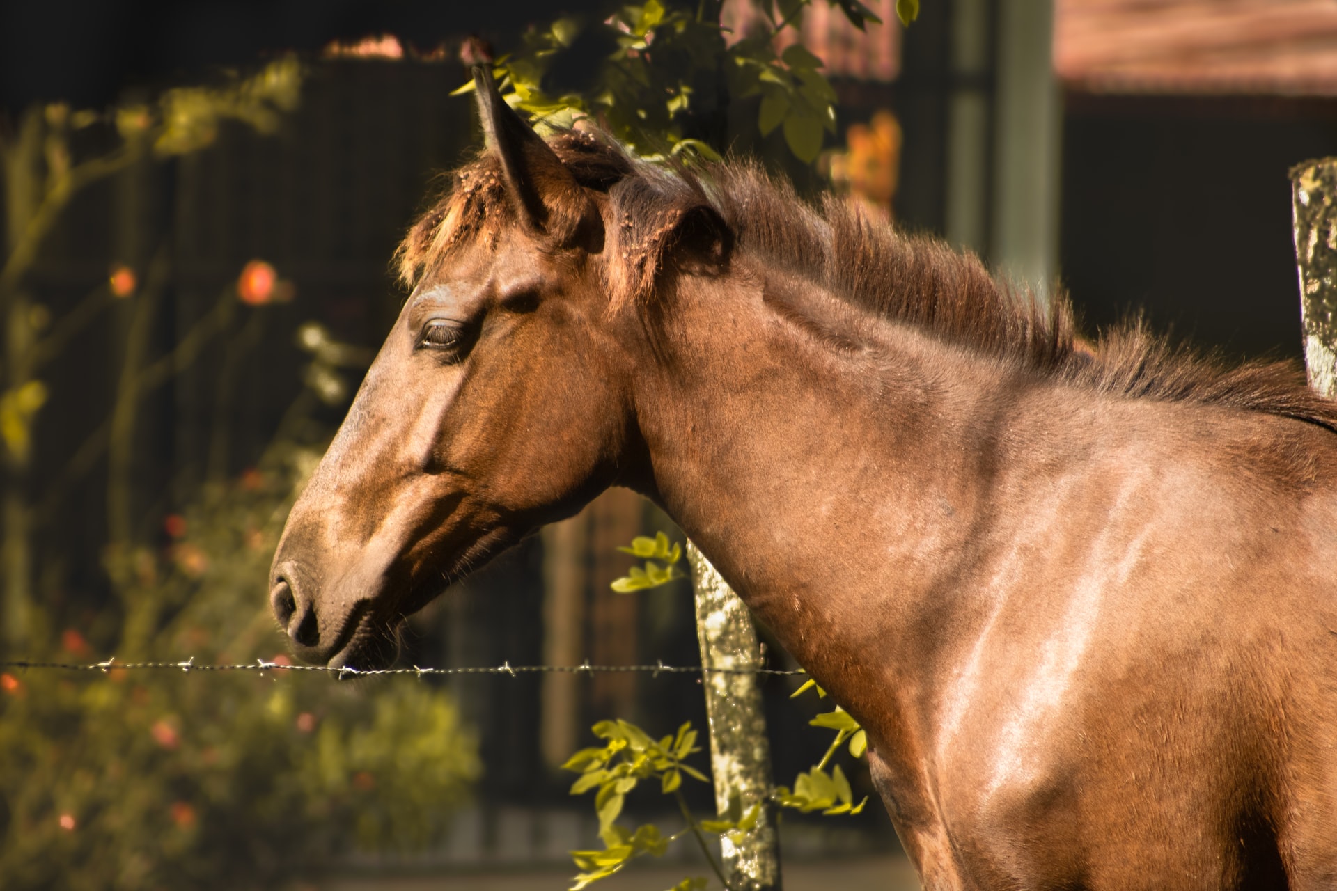 Interesting Facts About Horses You Should Know About