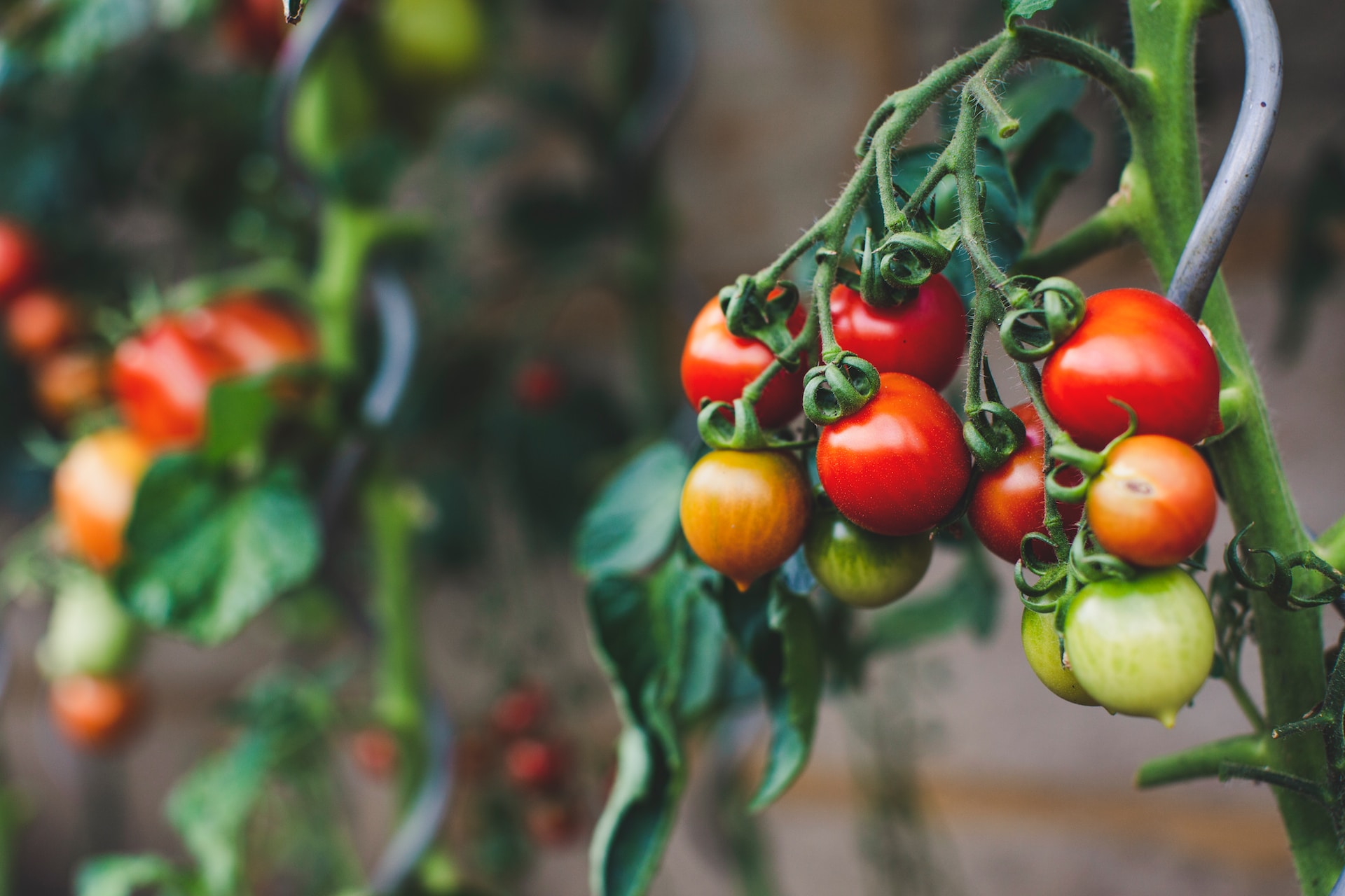 10 Surprising Facts About Tomatoes You Need to Know