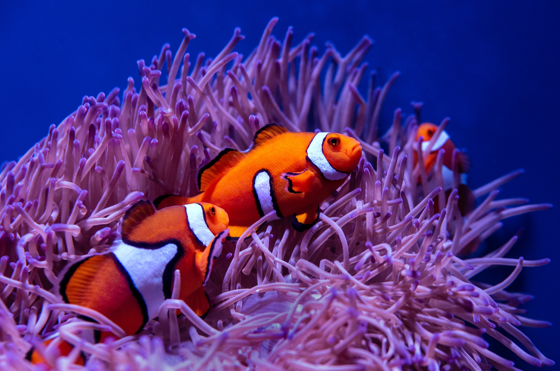 Top 10 Interesting Facts About Coral Reefs You Never Knew
