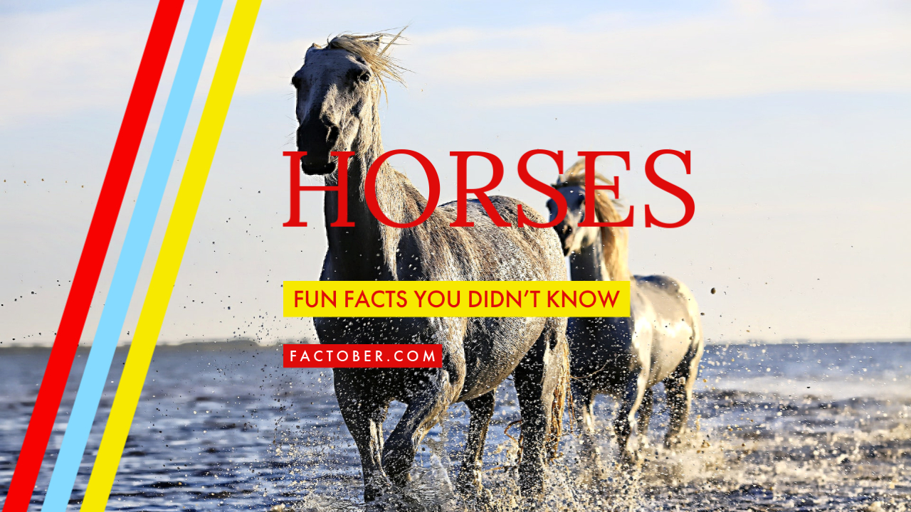 Top 10 Interesting Facts About the Secret Life of Horses You Didn’t Know