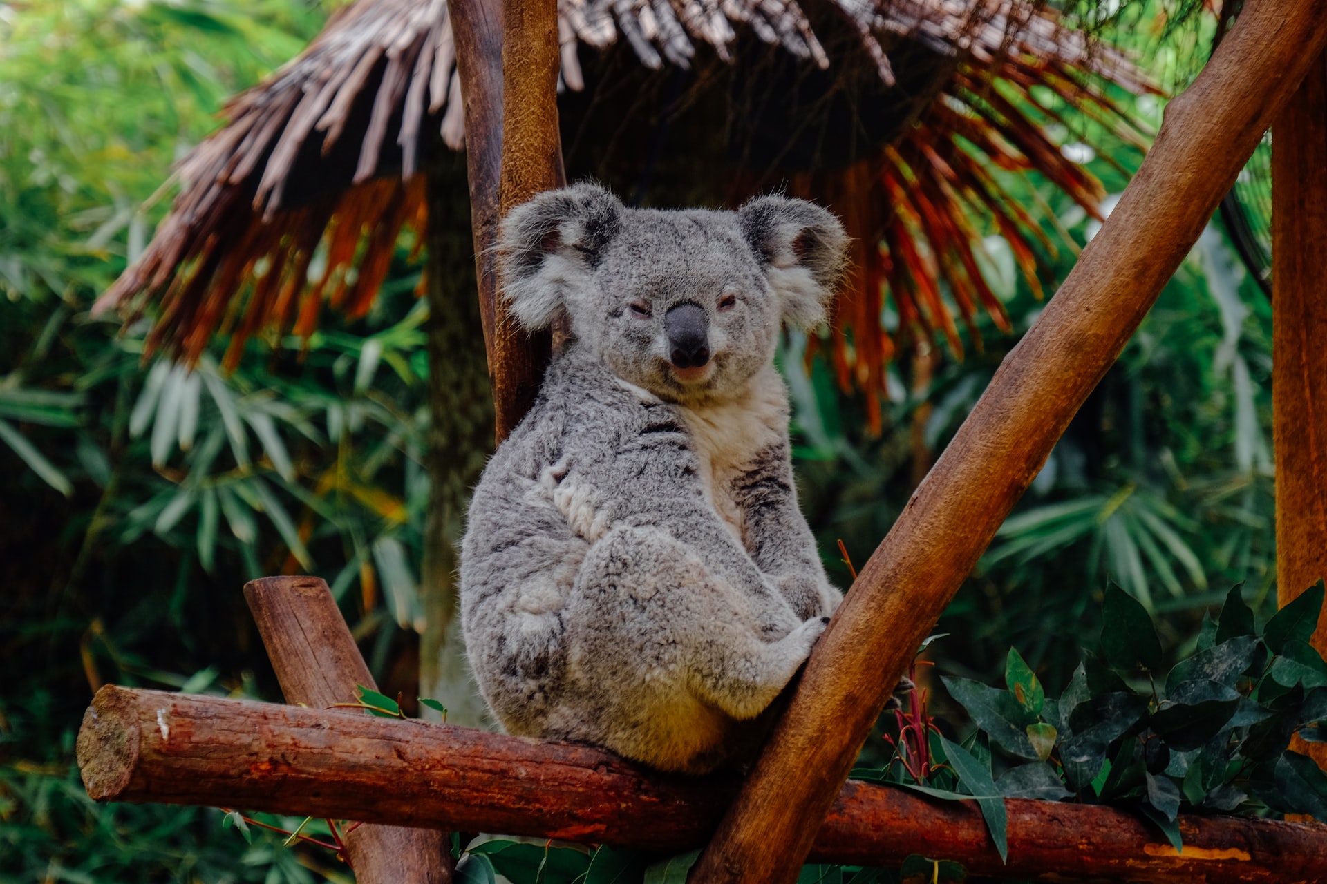 Top 10+ Interesting Koala Facts You Should Know About