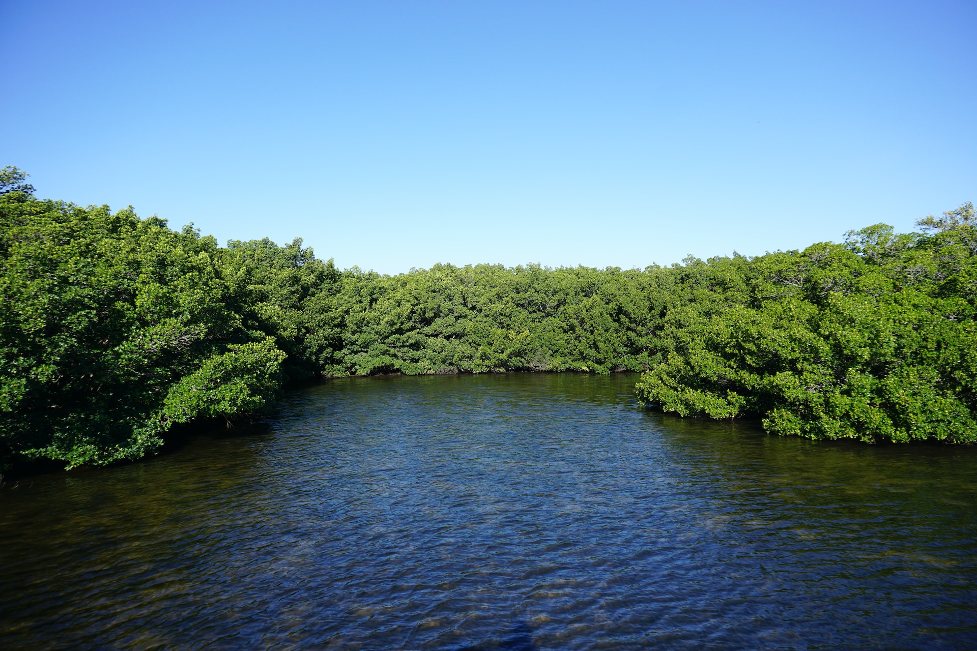 Top 10 Most Fascinating Facts About Mangroves You Need to Know