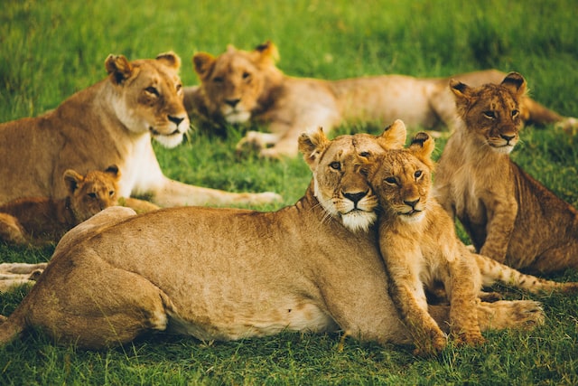 Top 20 Interesting Facts About Lions
