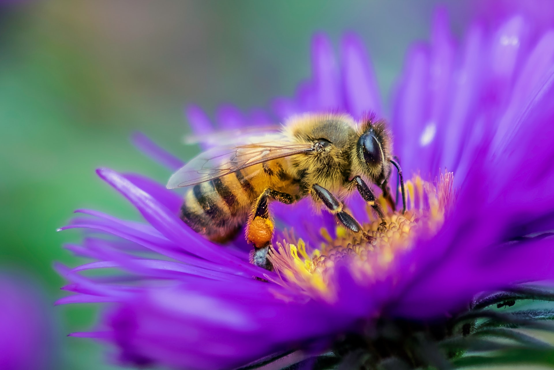 Top 20 Interesting Facts About the Amazing World of Honey Bees