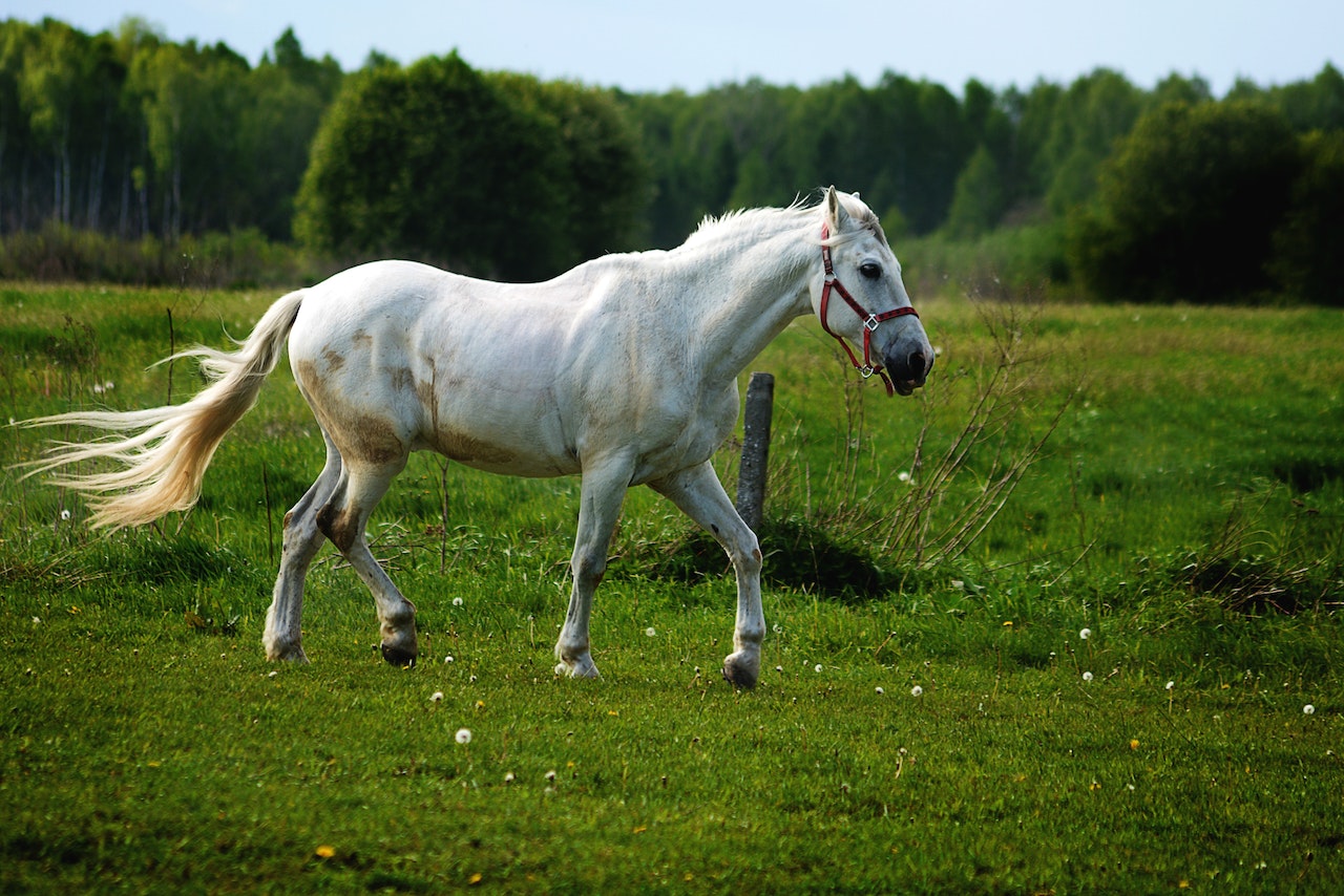 Top 25 Fun Facts About Horses