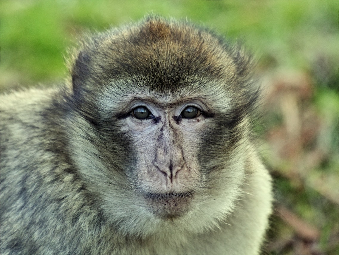 Top 25 Fun Facts About Monkeys
