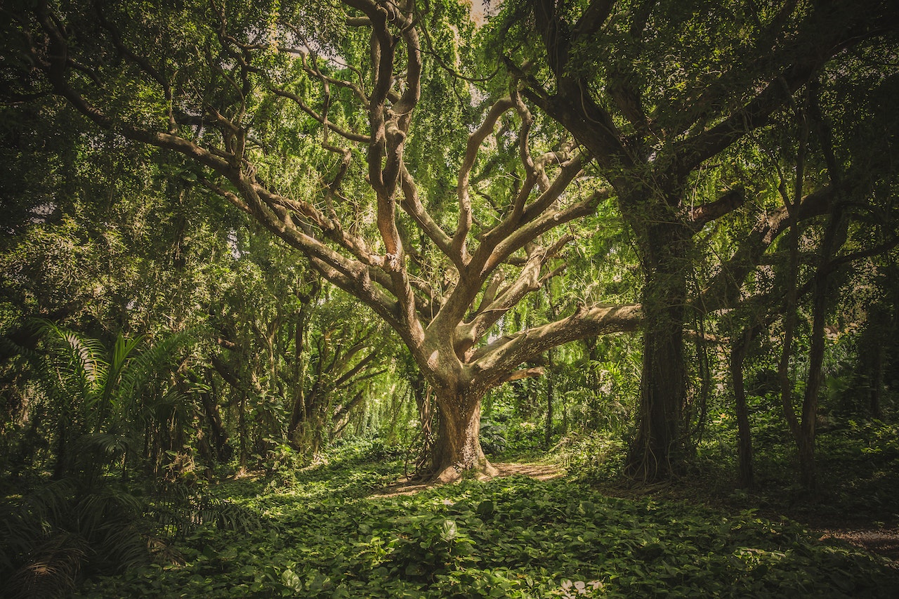 Top 25 Interesting Facts About Trees