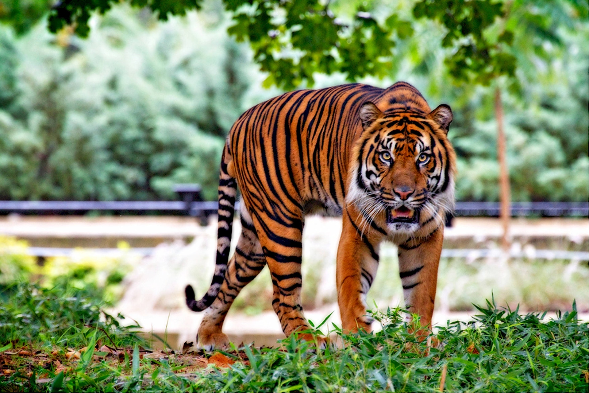 Top Interesting Fun Facts About Tigers You Might Not Know
