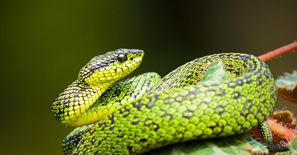 Uncovering the Fascinating World of Snakes: 10 Surprising Facts