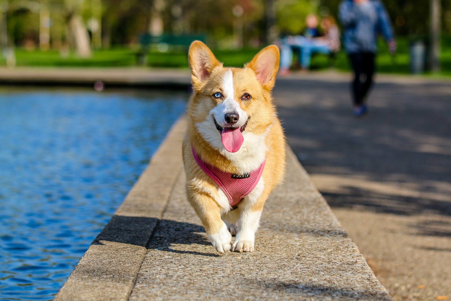 Unleashing the Power of Dogs: From Furry Friends to Loyal Companions