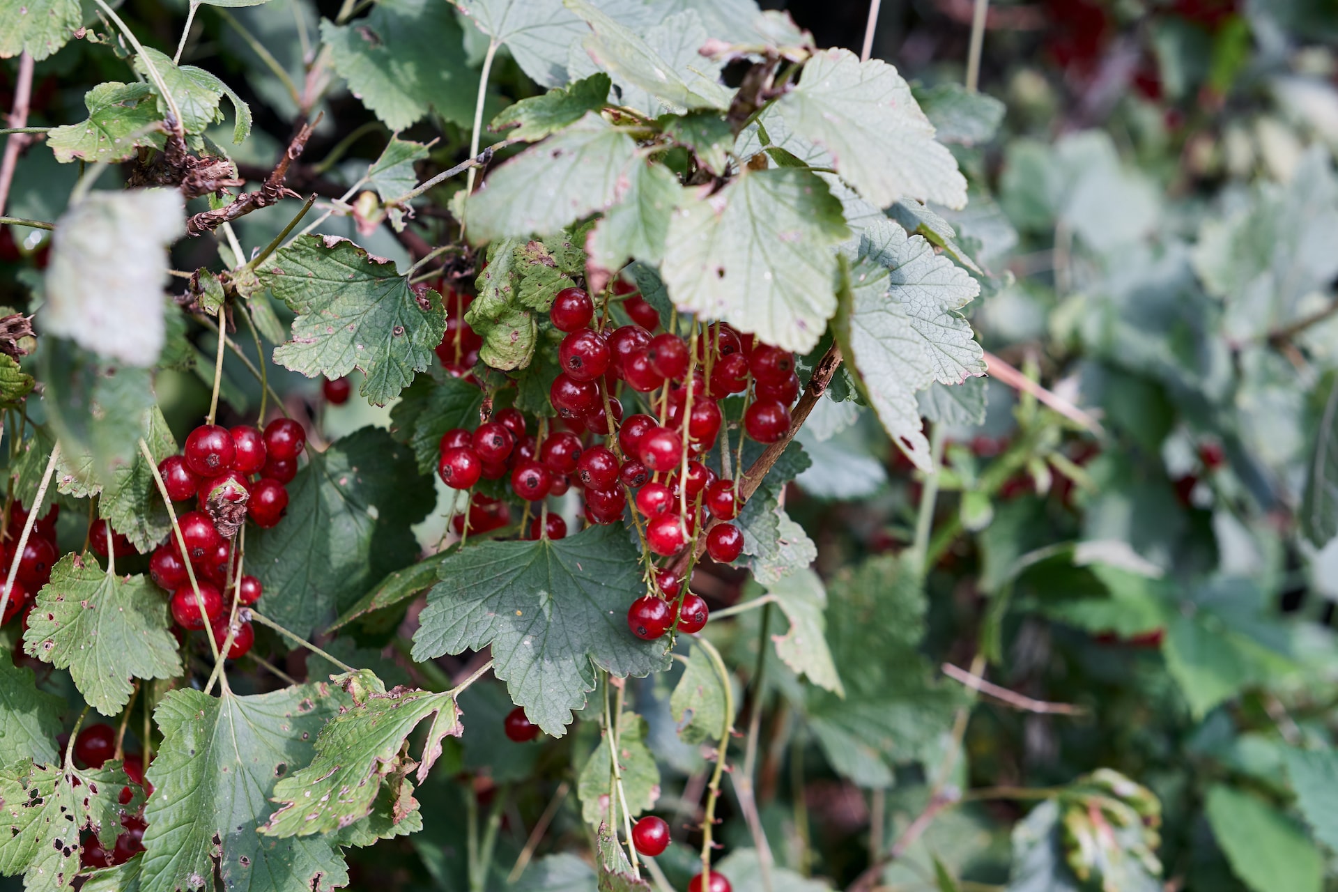 Unlock the Health Benefits of Currants: From Heart Health to Immune Support