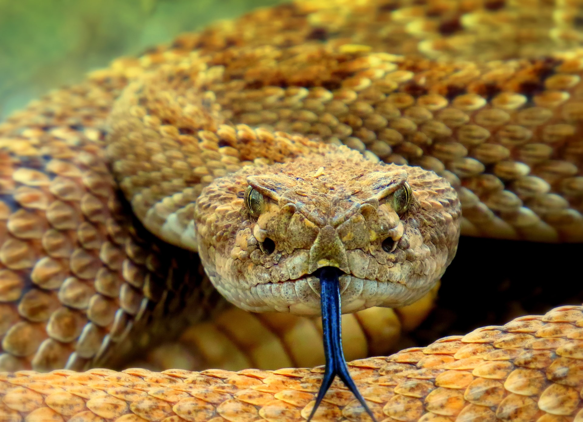 Why Do Snakes and Other Cold-Blooded Animals Need External Heat?