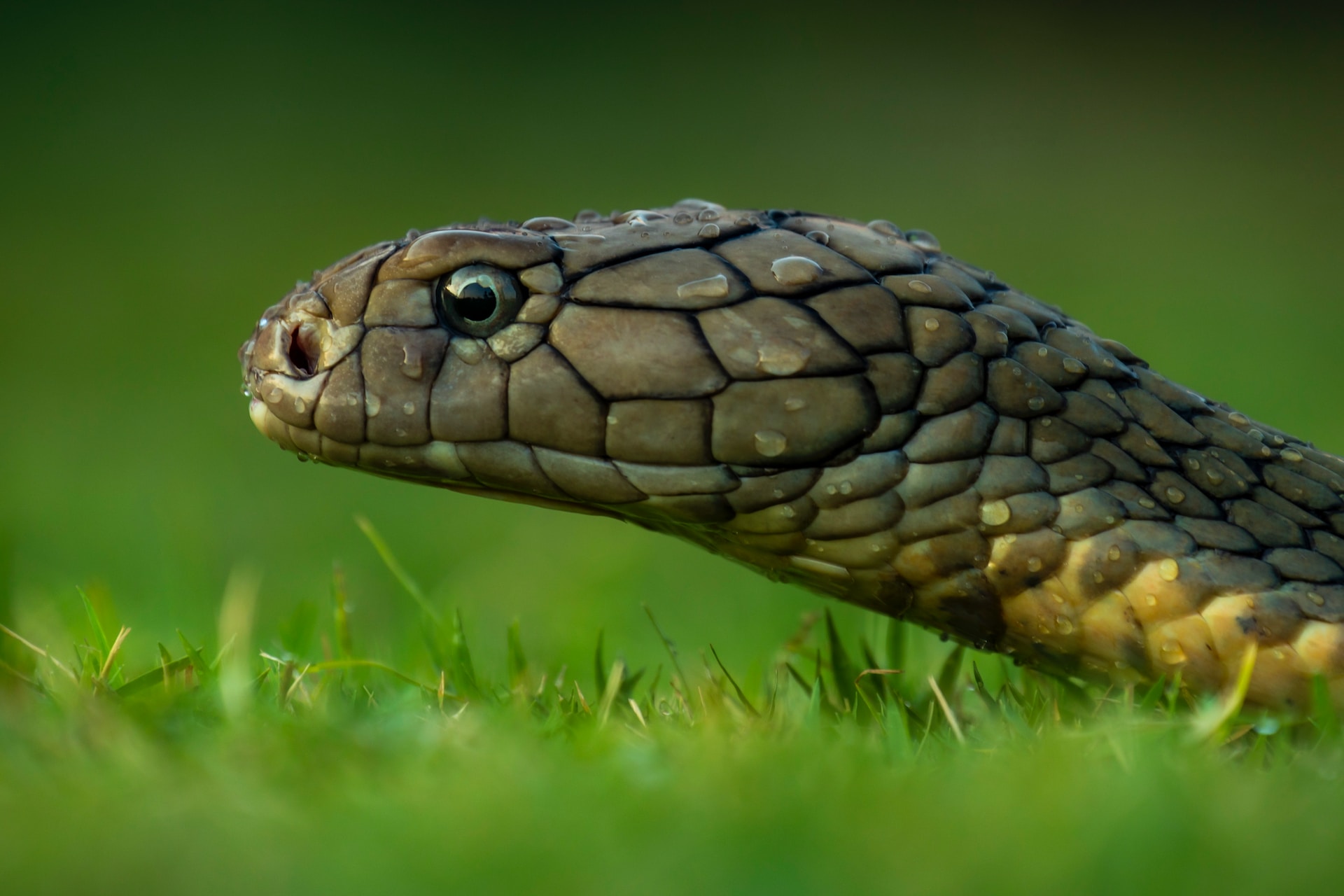 Why Do Snakes Shed Their Skin?