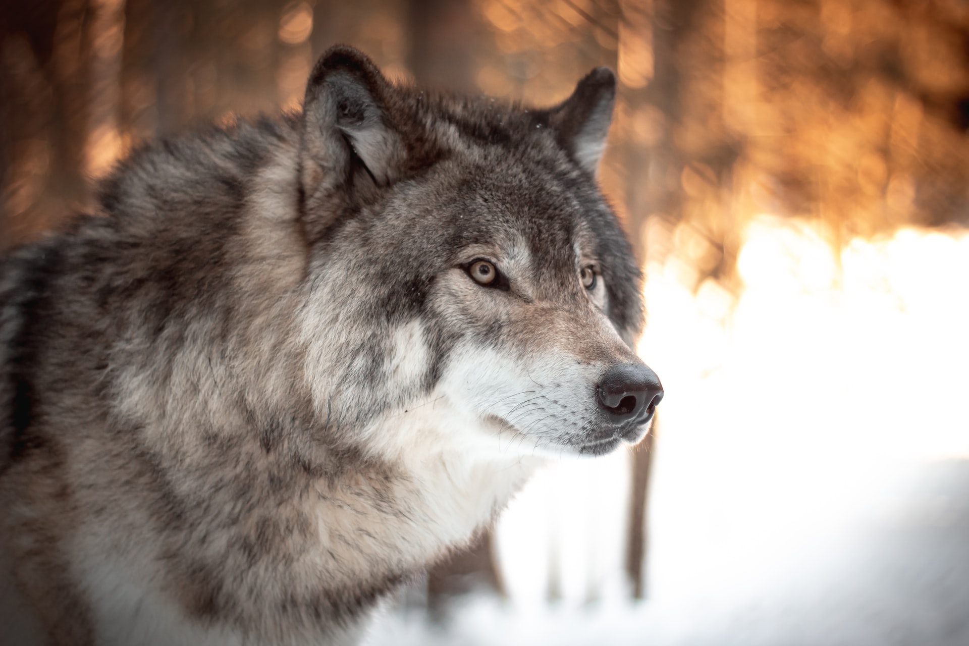 Wolf-tastic: The Fascinating World of the Large and Carnivorous Mammal