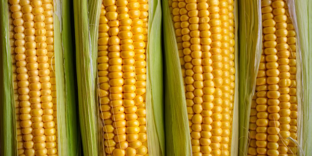 It’s Corn! A Fun Guide to Corny Facts and Inspiration