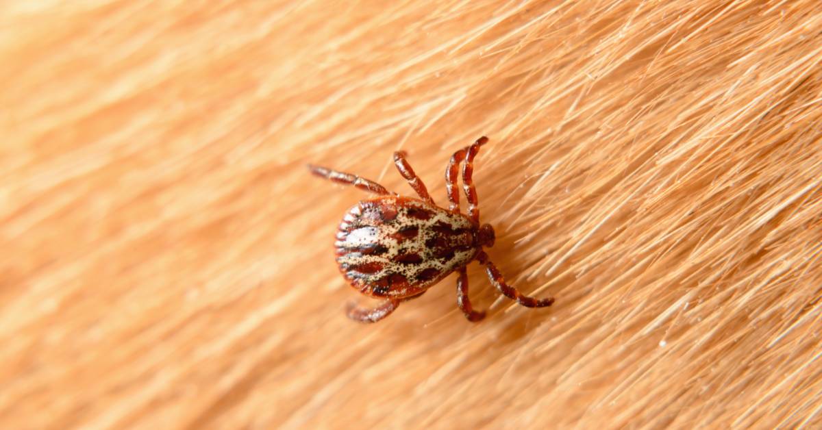 4 Tips for Keeping Your Dog Free From Tick-Borne Diseases