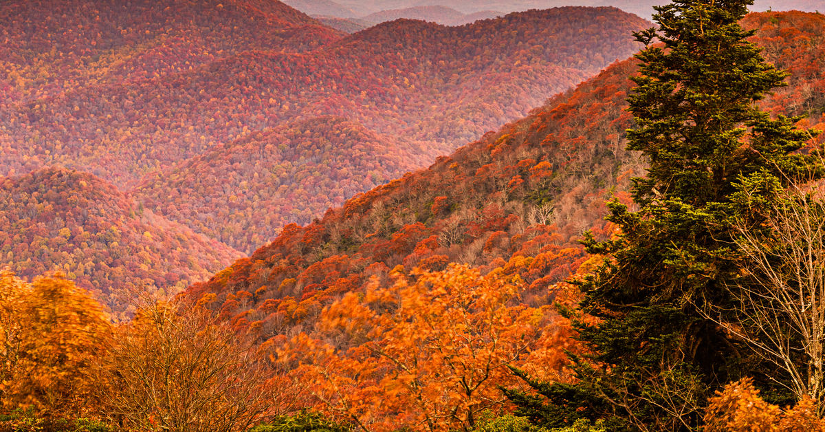 Best Spots To Capture the Fall Foliage in North Georgia