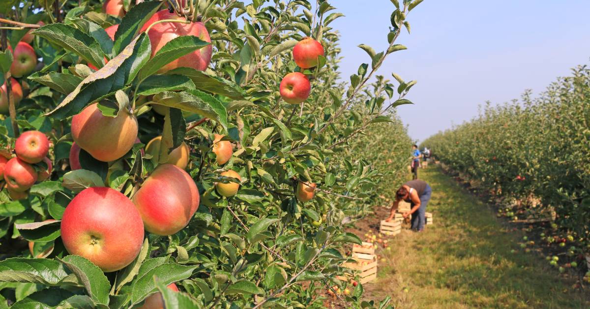 What To Know Before Starting an Orchard in Oregon