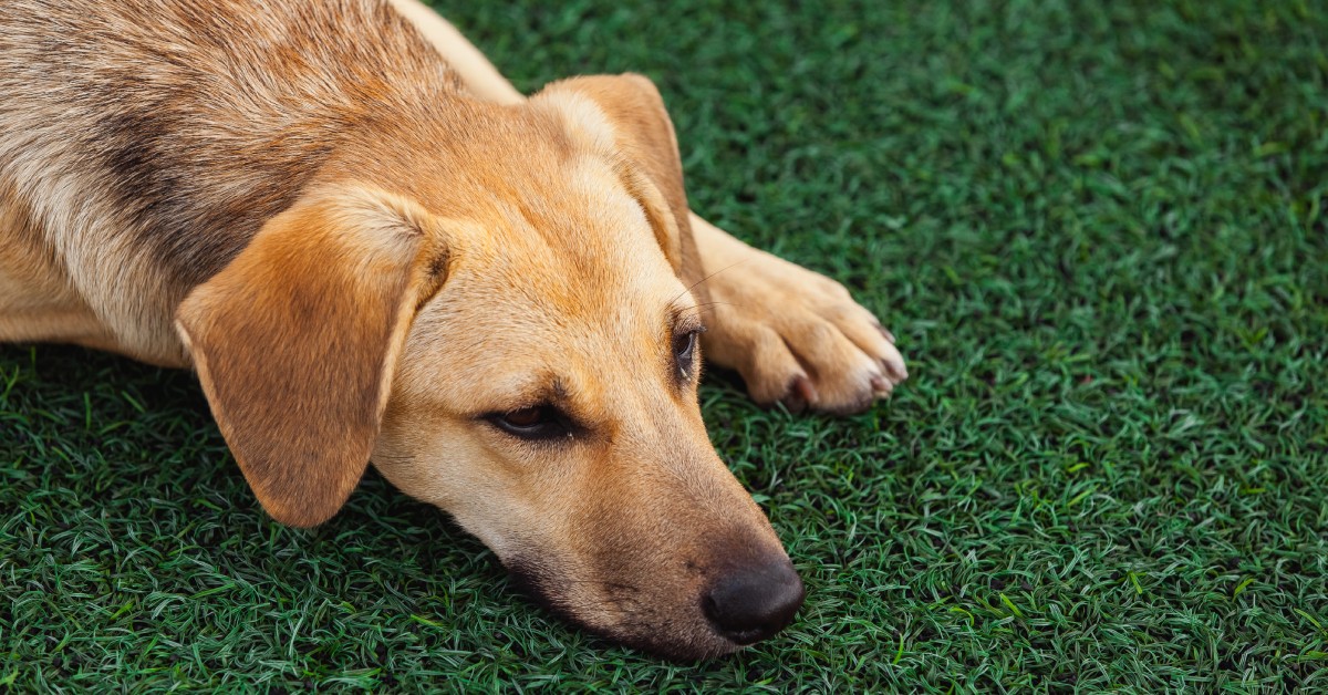 Is Artificial Turf a Good Option for Families With Pets?