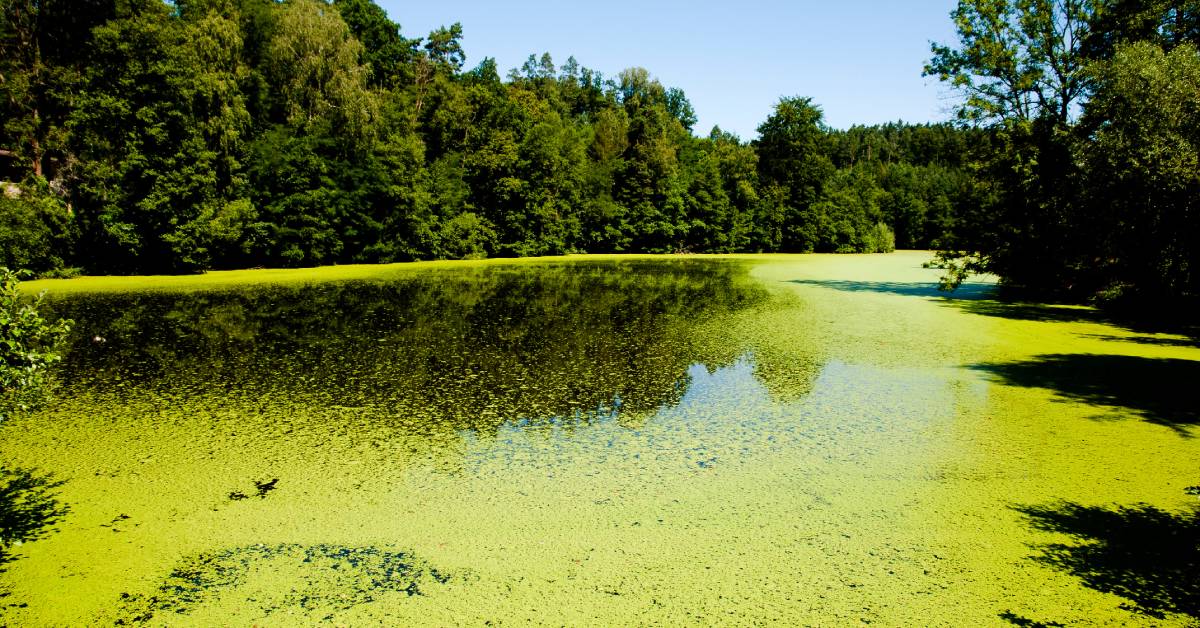 4 Reasons To Control Algae Growth in Lakes