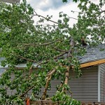 A fallen tree with green leaves resting on the roof of a gray house. The roof is buckling in the center.
