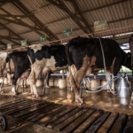 A row of ten cows getting milked with automated machinery in a dairy farm building with a tin roof.