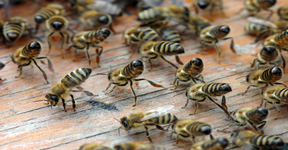 Is It True That Honey Bees Dance to Communicate?